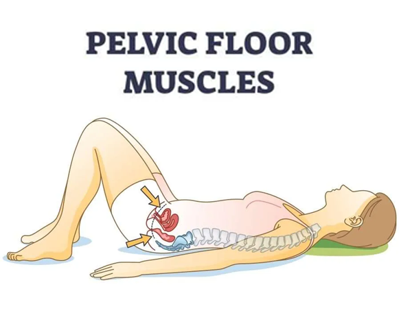 The Role of Pelvic Floor Muscle Exercises in Rehabilitation